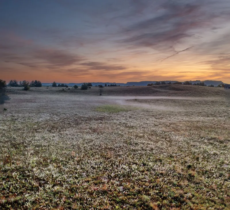 From Bare Ground to Prairie: Seven American Grassland Recoveries That Are Redefining What Restoration Can Achieve