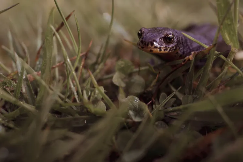 Wetland Engineers Without Blueprints: The Quiet Hydrological Work of Amphibians and the Crisis Unfolding Beneath Our Feet