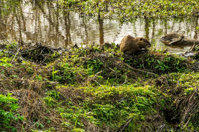 Nature's Hydrologists: The Science of Beaver-Built Watersheds and America's Urgent Need to Protect Them