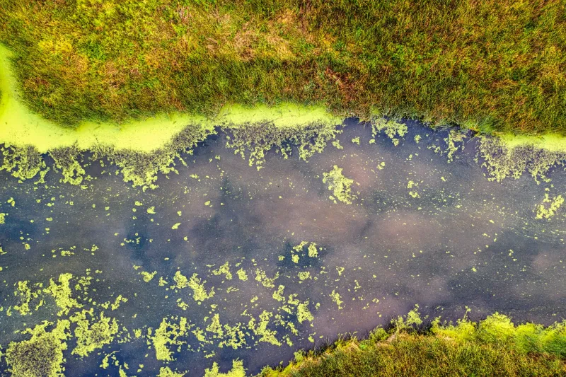 Carbon Buried in Plain Sight: The Science of Freshwater Wetlands and the Policy Failures Letting It Escape