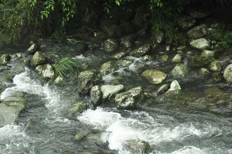 Architects of the Stream: The Undervalued Role of Crayfish in Freshwater Health and the Cost of Losing Them