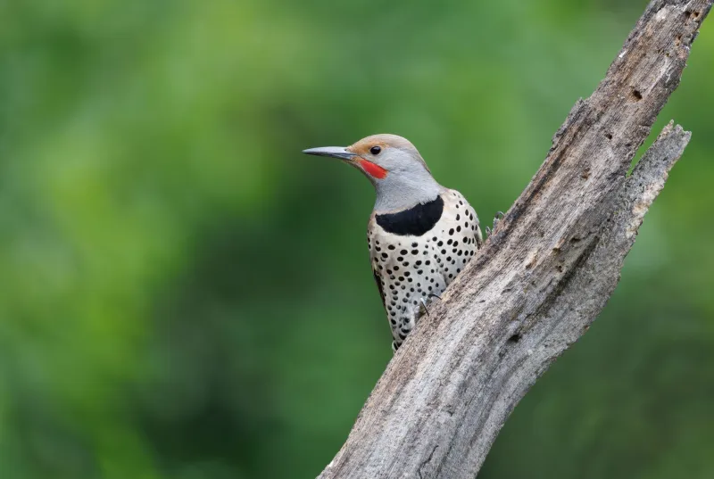 Erased from the Forest: The Systematic Elimination of Snags and the Wildlife Crisis Unfolding in the Canopy