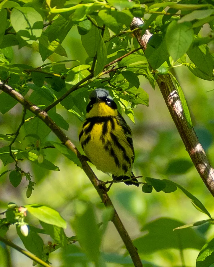When the Canopy Goes Quiet: Insectivorous Bird Decline and the Hidden Consequences for Forest Carbon and Soil Health