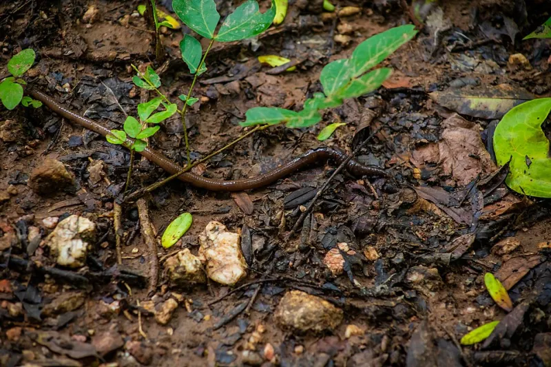 Worms at War: How Invasive Earthworm Species Are Dismantling Forest Soil Systems That Native Species Spent Millennia Building