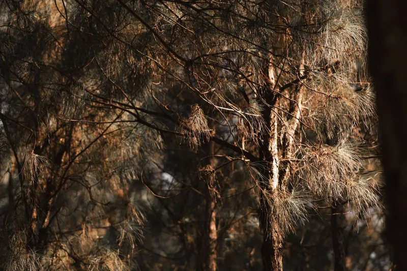 Fire as Medicine: Reconstructing the Longleaf Pine Ecosystem Through the Science of Controlled Burning