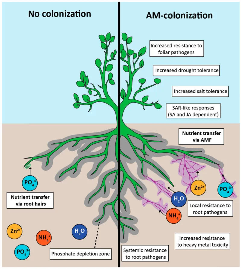 Underground Accounting: Why Mycorrhizal Science Is Exposing a Critical Blind Spot in Forest Carbon Policy