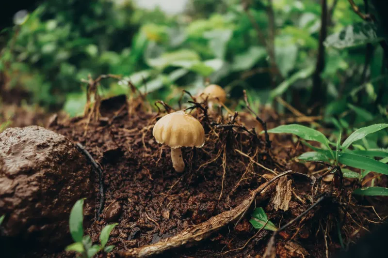 Beneath the Forest Floor: How Fungal Networks Are Rewriting the Rules of Ecosystem Restoration