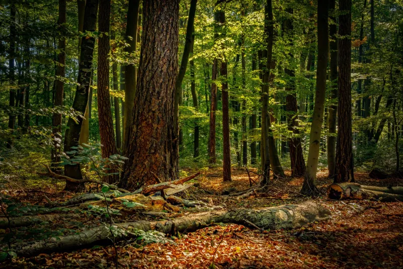 When Sound Disappears: The Science of Noise Pollution and the Collapse of America's Acoustic Ecosystems