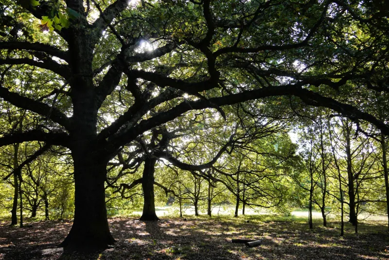 Oaks on the Brink: The Science Behind a Forest Crisis and the Policies That Could Turn the Tide