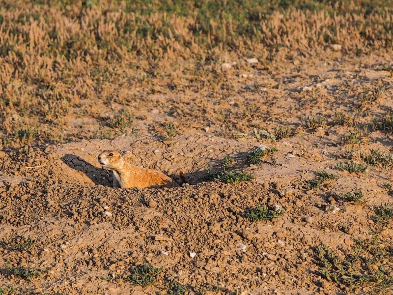 Prairie Engineers Beneath Our Feet: The Forgotten Science of Fossorial Mammals and What Their Absence Costs Us