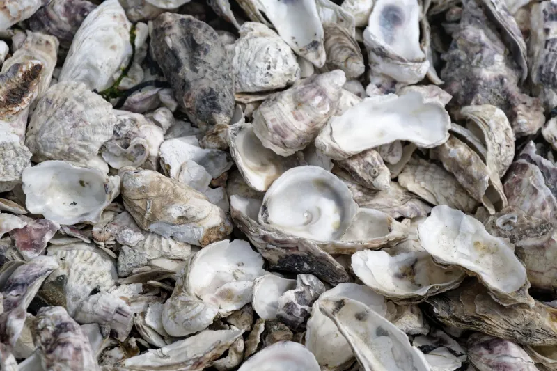 Silenced Rivers: The Accelerating Extinction of North America's Freshwater Mussels and the Science That Could Save Them