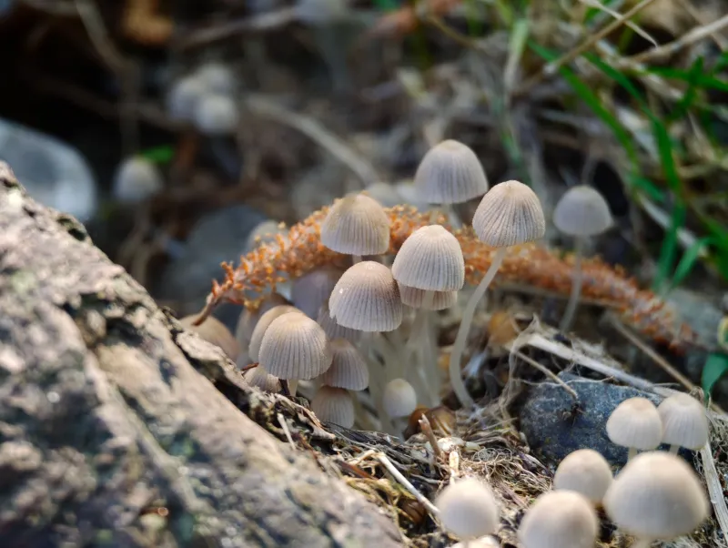 The Living Foundation: What Soil Microbial Science Is Revealing About Ecosystem Resilience—and Why Policy Must Catch Up