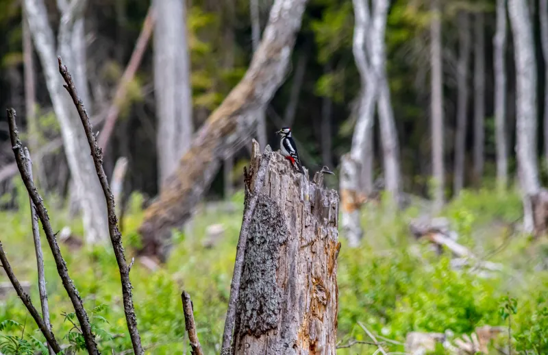Standing Still, Serving Life: The Ecological Science of Deadwood and What It Means for America's Forest Future