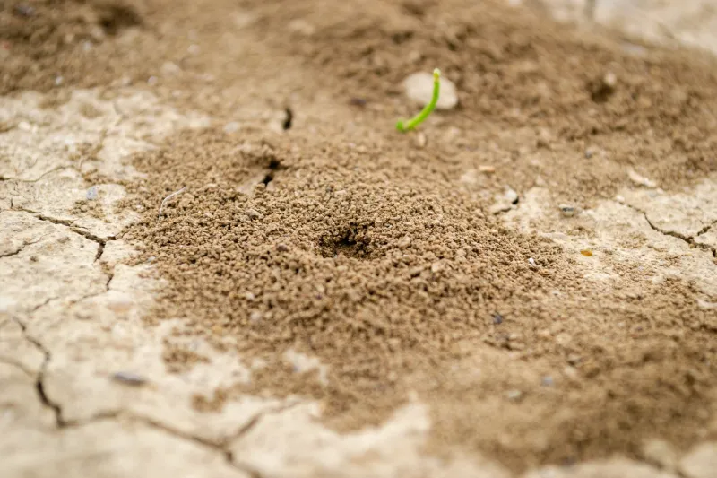 Reconsidering the Reviled: What Termite Science Tells Us About Soil Health, Carbon Cycling, and the Limits of Pest Policy