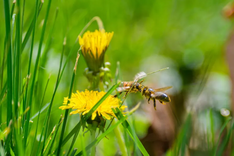 The Vanishing Intermediaries: How Industrial Agriculture Is Dismantling America's Pollinator Infrastructure—And the Science Pointing Toward Recovery