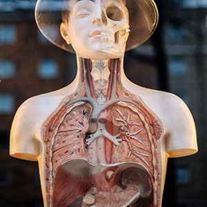 Tart Cherries are good for your body (muscles, immune system, weight etc.)